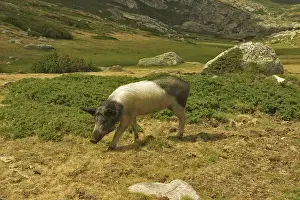 Crossbred: Domestic Pig in Corsica, France