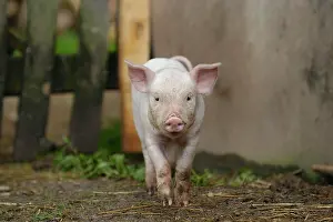 Contamination: Domestic pig, dirty piglet