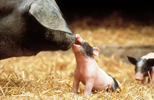 Sties: Domestic PIG - Haellisches pig, sowIs face close-up