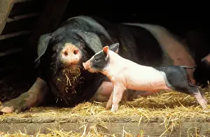 Sties: Domestic PIG - Haellisches pig, sow with piglet, stretching