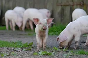 Sibling: Domestic pig, happy piglets