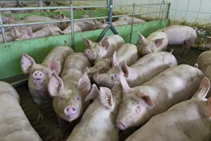 Density: Domestic Pig interior of piggery with high stock density