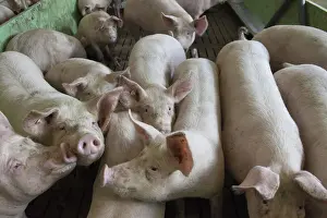Density: Domestic Pig interior of piggery with high stock density