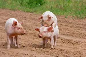 Free: Domestic Pig, Large White x Landrace x Duroc, fr
