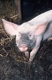 Snout: DOMESTIC PIG - with muddy face in pig sty