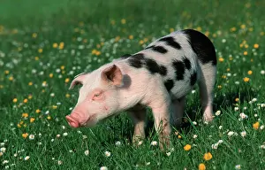 230518: Domestic Pig, piglet