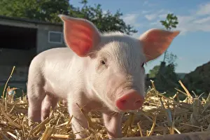 230518: Domestic Pig, piglet