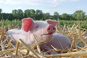 230518: Domestic Pig, piglet