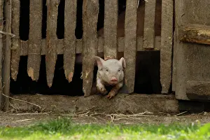 Stall: Domestic pig, piglet comes from stable