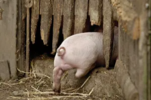 Stall: Domestic pig, piglet goes into stable