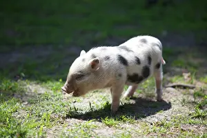 Singly: Domestic pig, piglet (Sus scrofa domestica) standing
