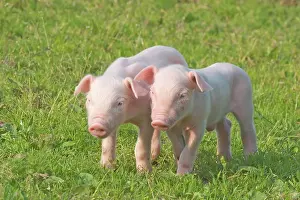 230518: Domestic Pig, piglets