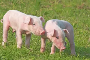 230518: Domestic Pig, piglets