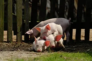 Sibling: Domestic pig, piglets lie together