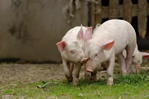 Sibling: Domestic pig, two piglets play together