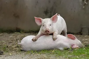 Sibling: Domestic pig, playing piglets