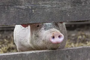Sows: Domestic Pig sow in stable