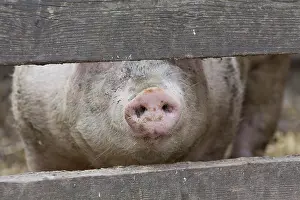 Sows: Domestic Pig sow in stable