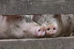 Sows: Domestic Pig sow in stable