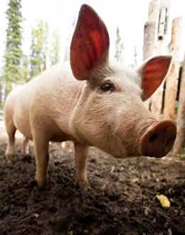230518: Domestic pig (Sus domestica) at an organic farm
