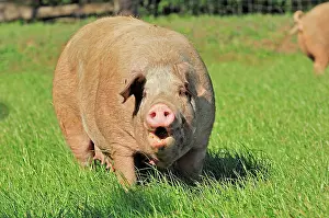Westphalian: Domestic pig (Sus scrofa domestica), free-range