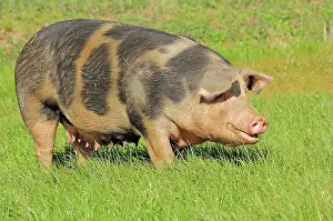 Westphalian: Domestic pig (Sus scrofa domestica), free-range