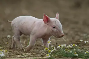 230518: Domestic Pig (Sus scrofa domesticus), piglet in