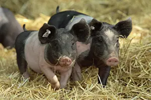 Hogs: Domestic pig, Swabian Hall Swine (Sus scrofa domestica)