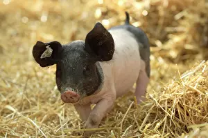 Hogs: Domestic pig, Swabian Hall Swine (Sus scrofa domestica)