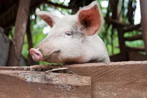 Piglet: Domestic pig, young, looking over the fence, Uganda