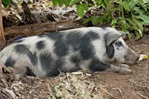 Uganda: Domestic Pig, young, resting in pen on farm, Uganda