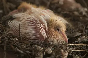 Livia: Domestic pigeon chicks aged 11 days at nest Spain