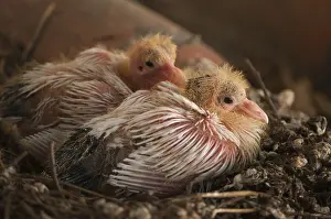Livia: Domestic pigeon chicks aged 11 days at nest Spain