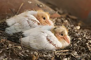 Livia: Domestic pigeon chicks aged 14 days at nest Spain