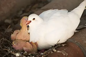 Regurgitating: Domestic pigeon feeding its nestlings Spain