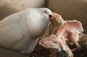 Regurgitating: Domestic pigeon feeding its nestlings Spain