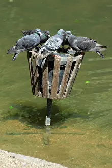 Dustbin: Domestic Pigeons - at wildfowl feeding bin in zoo