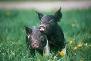 Cuddle: Domestic piglets
