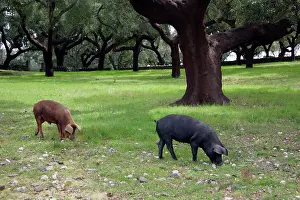 Acorns: Domestic Pigs - feeding on acorns