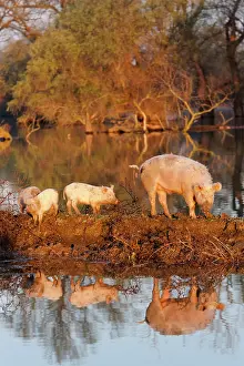 Flooding: The domestic pigs of Maliuc often roam free