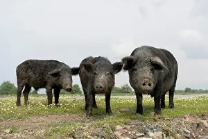 Flooding: The domestic pigs of Maliuc often roam free