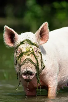 Flooding: The domestic pigs of Maliuc often roam free