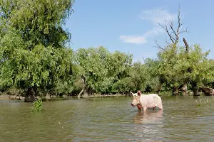 Flooding: The domestic pigs of Maliuc often roam free