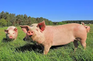 Westphalian: Domestic pigs (Sus scrofa domestica), free-range