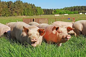 Westphalian: Domestic pigs (Sus scrofa domestica), free-range