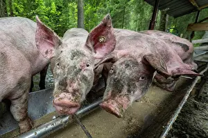 Welfare: Domestic Pigs (Sus scrofa domesticus) at a trough