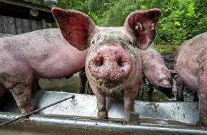 Welfare: Domestic Pigs (Sus scrofa domesticus) at a trough