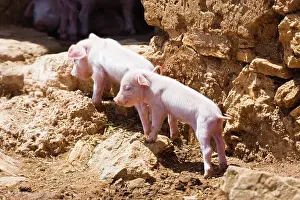 230518: Domestic pigs, young boars (Sus scrofa domesticus)