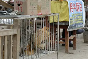 Shops: Domestic poultry on the market in a village near Lugu Lake