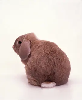Andy Teare: DOMESTIC RABBIT